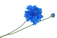 SILK DAHLIA SPIKE BLUE 78CM