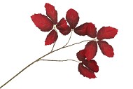 SILK LEAF CHESTNUT DARK RED 79CM