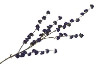 SILK BERRY CALLICARPA BLUE 130CM NM