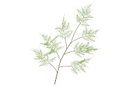 SILK FERN ASPARAGUS LIGHT GREEN 138CM