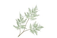 SILK FERN ASPARAGUS DARK GREEN 87CM