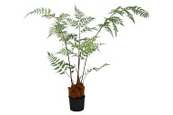 SILK FERN POLYSTICHUM BAKERIANUM IN POT GREEN 158CM