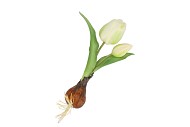 SILK TULIP BULB WHITE 25CM