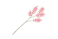 SILK SALIX LEAF SINGLE PINK/CHAMPAGNE 90CM