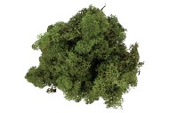 MOSS ICELAND MOSS GREEN A 500 GRAM