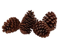 NATURE PINE CONE MARITIMA 12CM BROWN P/50