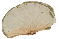 NATURE LOTUS LEAF LARGE A 450 GRAM